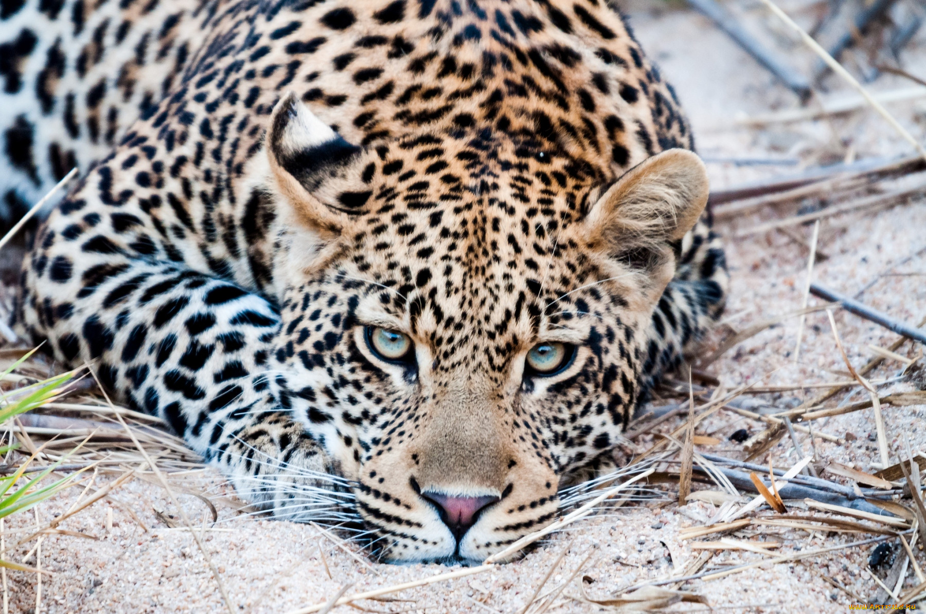 Глаза леопарда